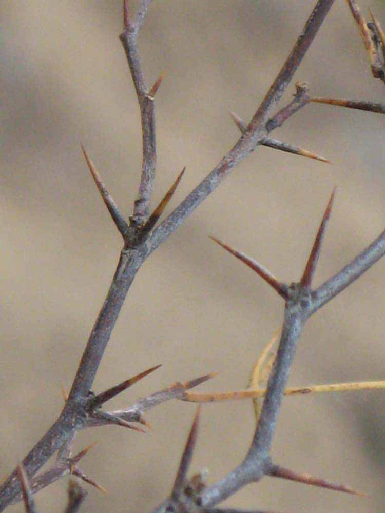              Second - third year twig (Riverside, CA)       